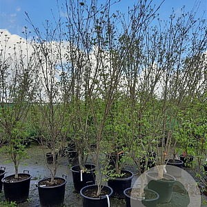 Cornus k. 'China Girl' 250-300 cm container meerstammig