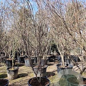 Cornus k. 'China Girl' 250-300 cm container meerstammig
