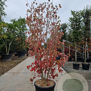 Cornus kousa chinensis 175-200 cm container meerstammig