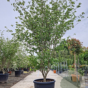 Cornus k. 'Fireworks' 250-300 cm container meerstammig