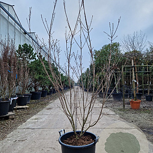 Cornus k. 'Milky Way' 150-175 cm container 