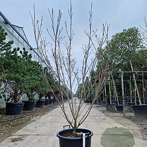 Cornus k. 'Milky Way' 175-200 cm container meerstammig