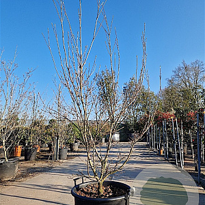 Cornus k. 'Milky Way' 250-300 cm container meerstammig