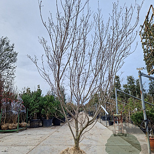 Cornus k. 'Milky Way' 250-300 cm container meerstammig