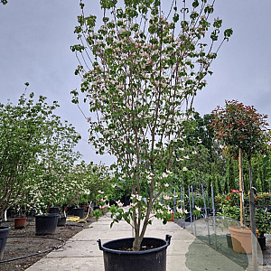 Cornus k. 'Satomi' 250-300 cm cont. 130L meerstammig