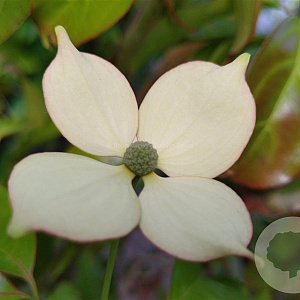 Cornus 'Summer Flair' 175-200 cm 18L