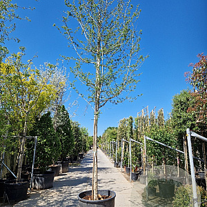 Crataegus laev. 'Paul's Sc. Hamlet' 180 cm stam container 20-25