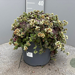 Crassula pellucida GM 9L