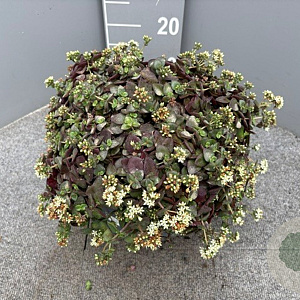 Crassula pellucida GM 9L