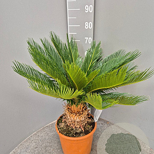 Cycas revoluta 50-70 cm 6L