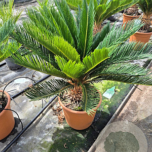 Cycas revoluta 50-70 cm 6L