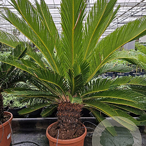 Cycas revoluta 80-100 cm 20L