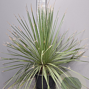 Dasylirion serratifolium 70-90 cm 15L