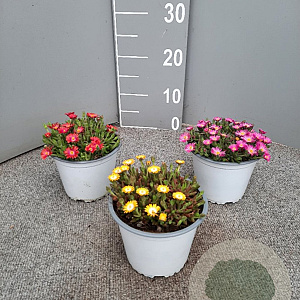 Delosperma Ice Cream P14