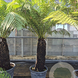 Dicksonia antarctica 100 cm stam container