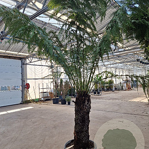 Dicksonia antarctica 100 cm stam container