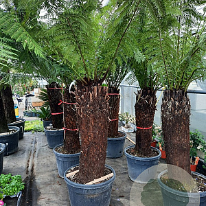 Dicksonia antarctica 100 cm stam container