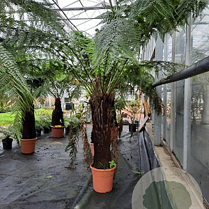 Dicksonia antarctica 100 cm stam container