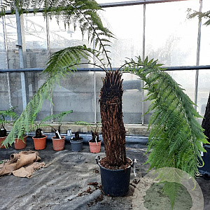 Dicksonia antarctica 100 cm stam container