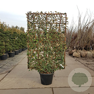 Elaeagnus ebbingei GM container scherm lei 120x200