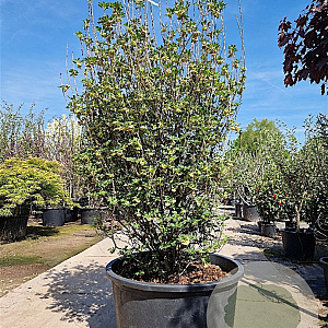 Enkianthus campanulatus 200-250 cm container meerstammig extra