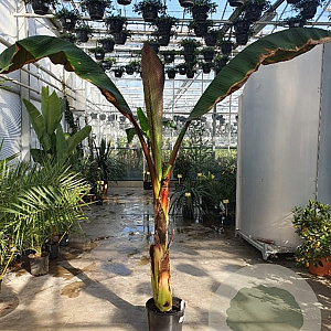 Ensete ventricosum 'Maurelii' 225-250 cm 25L