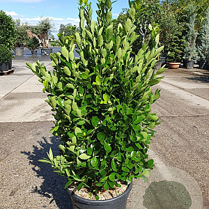 Euonymus japonicus 100-125 cm 35L