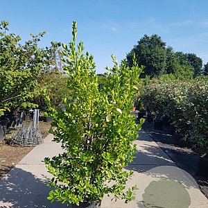 Euonymus japonicus 125-150 cm 25L