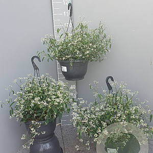 Euphorbia 'Silver Fog' GM C6L