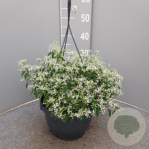 Euphorbia 'Silver Fog' GM C6L