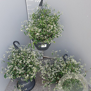 Euphorbia 'Silver Fog' GM C6L