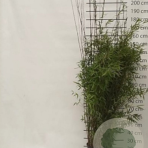Fargesia nitida 'Black Pearl' 175-200 cm 15L