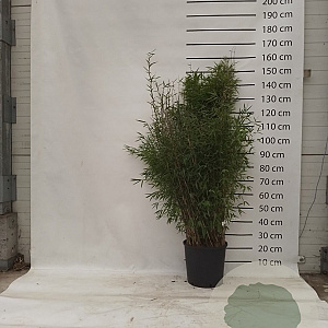Fargesia nitida 'Volcano' 100-125 cm 15L