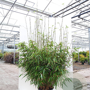 Fargesia robusta 'Pingwu' 175-200 cm 15L