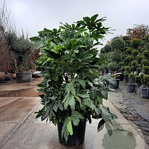Fatsia japonica 100-125 cm 50L