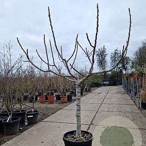 Ficus carica 100 cm stam container 25-30