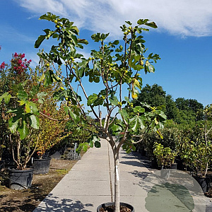 Ficus carica 100 cm stam container 25-30