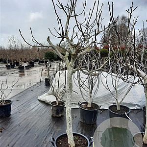 Ficus carica 100 cm stam container 25-30
