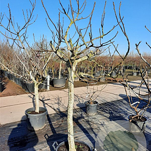 Ficus carica 100 cm stam container 25-30