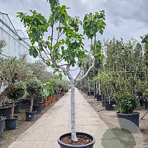 Ficus carica 120 cm stam container 20-25