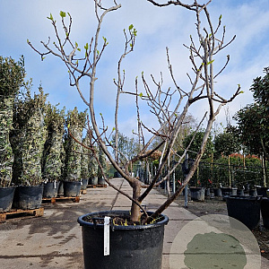 Ficus carica 150-175 cm container meerstammig