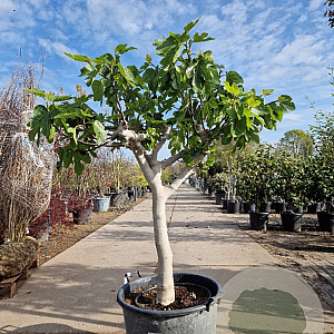 Ficus carica 160 cm stam container 20-25