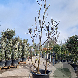 Ficus carica 175-200 cm container meerstammig