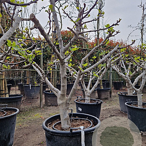 Ficus carica 50 cm stam container 25-30 extra