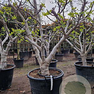 Ficus carica 50 cm stam container 35-40 bol