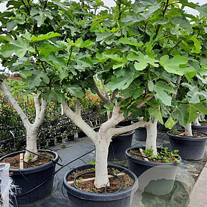 Ficus carica 50 cm stam container 40-50 extra