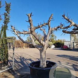 Ficus carica 70 cm container 60-80