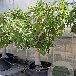 Ficus carica 70 cm stam cont. 280L 50-60