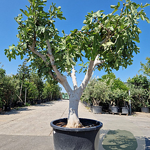 Ficus carica 70 cm stam cont. 350L 50-60
