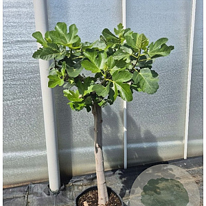 Ficus carica 80 cm stam 25L 20-25